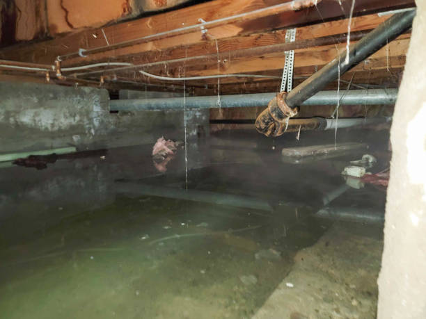 Best Sewage cleanup and water damage restoration  in Laurel, MT