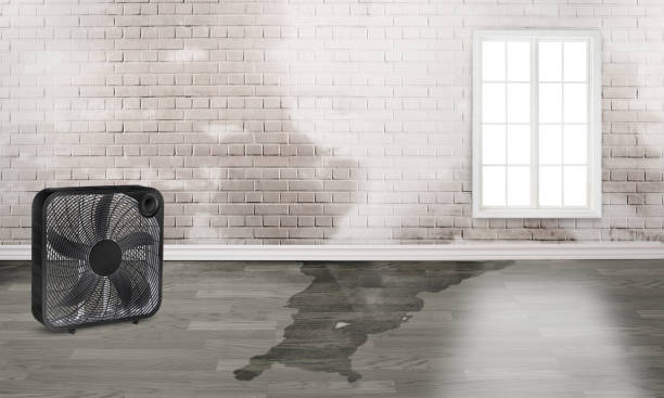 Best Ceiling water damage repair  in Laurel, MT